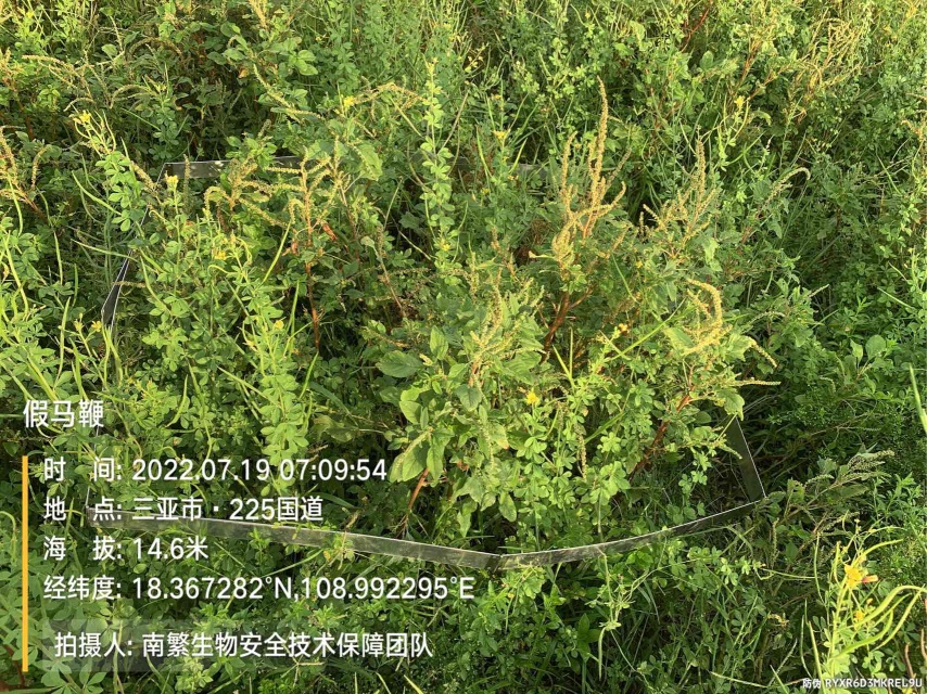 假马鞭