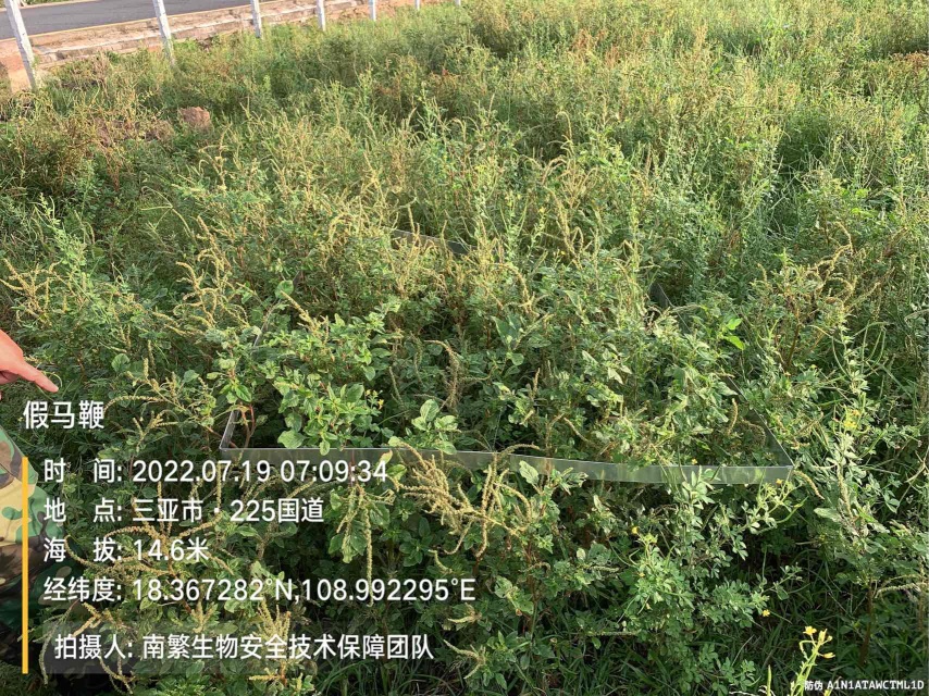 假马鞭