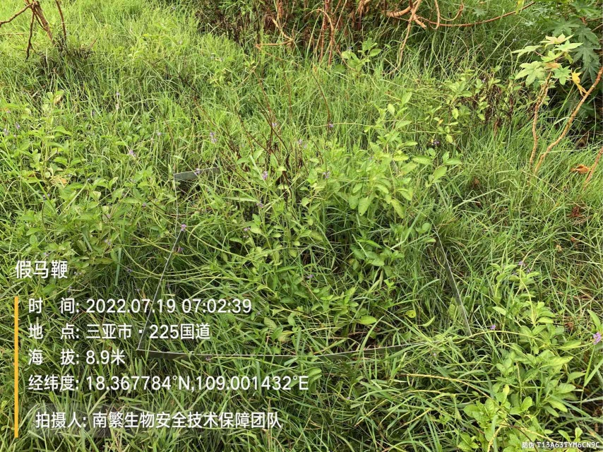 假马鞭