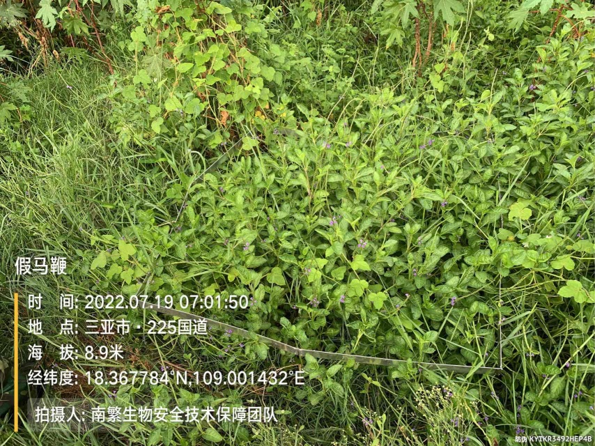 假马鞭