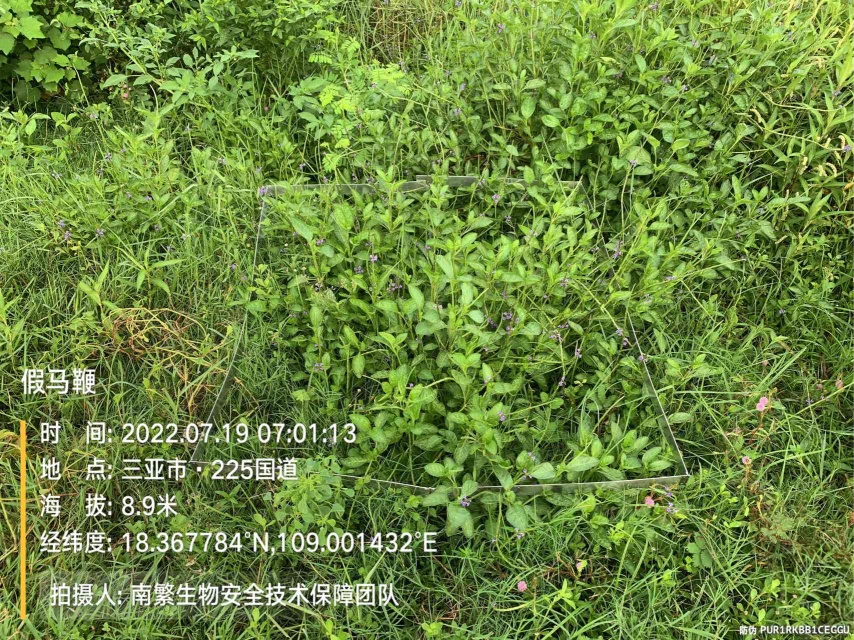 假马鞭