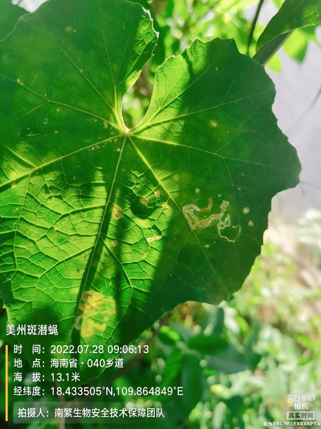 美州斑潜蝇