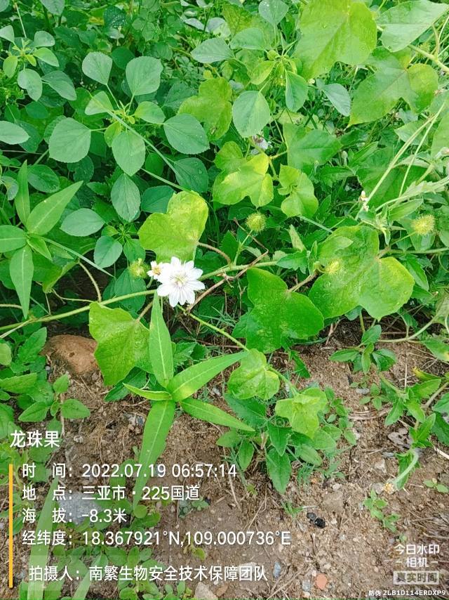 龙珠果