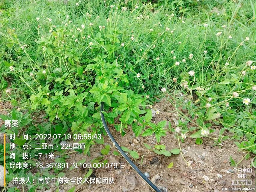 赛葵