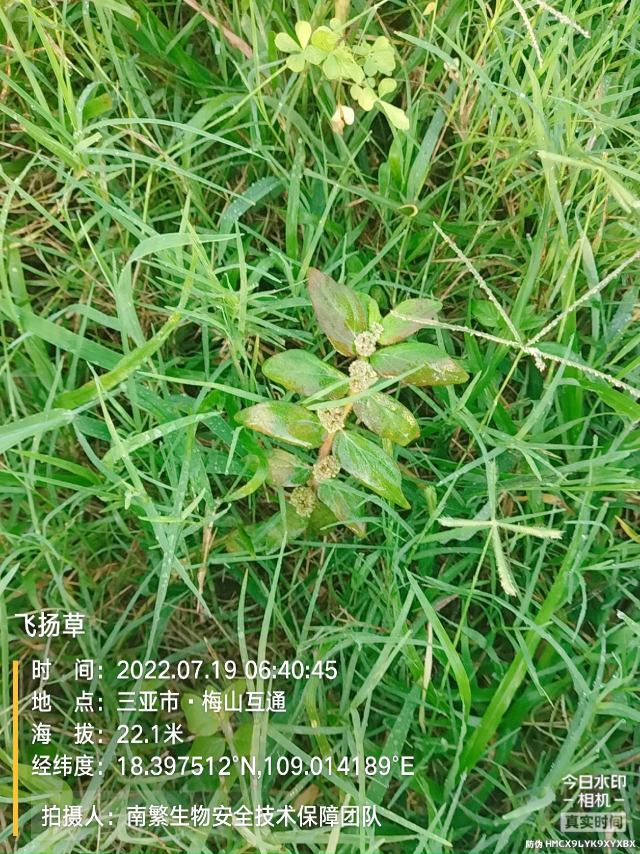 飞扬草