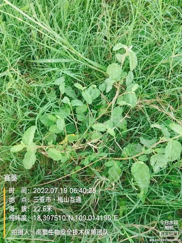 赛葵