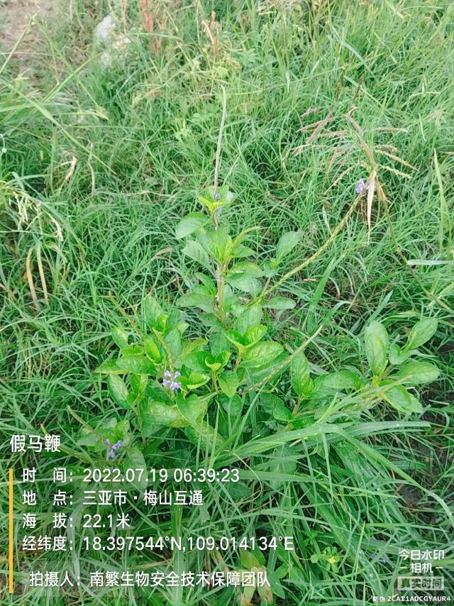 假马鞭