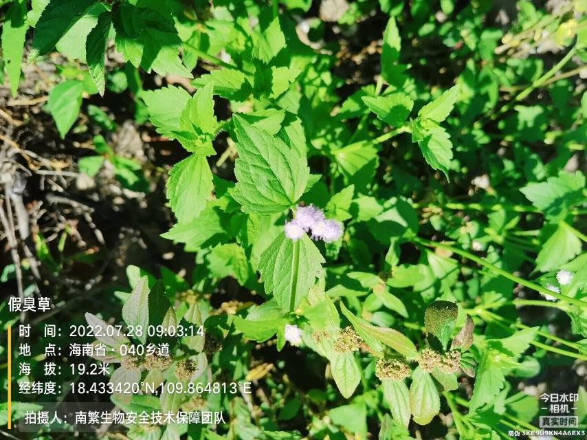 假臭草