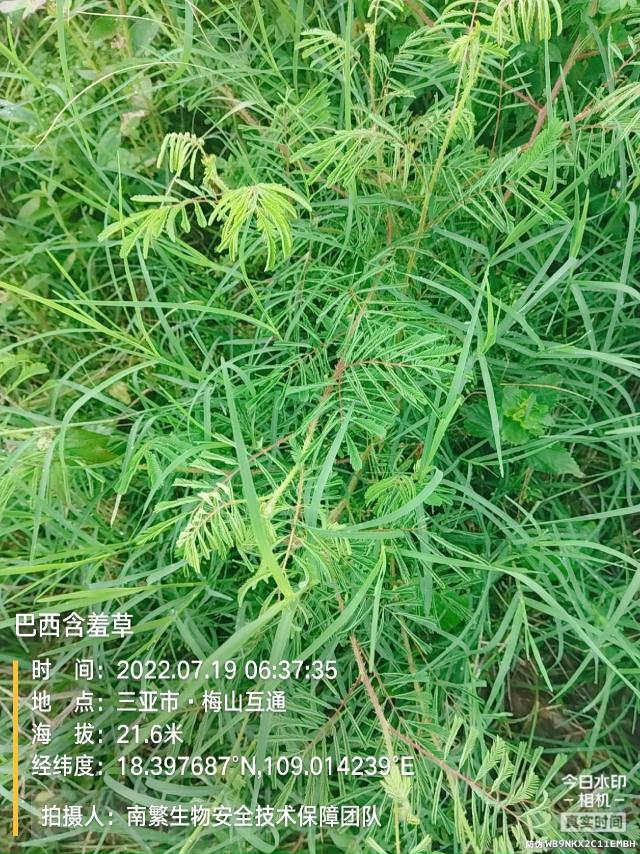 巴西含羞草