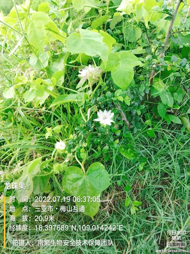 龙珠果