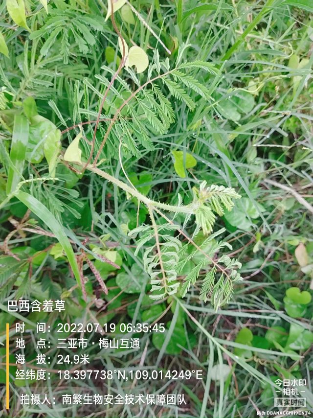 巴西含羞草
