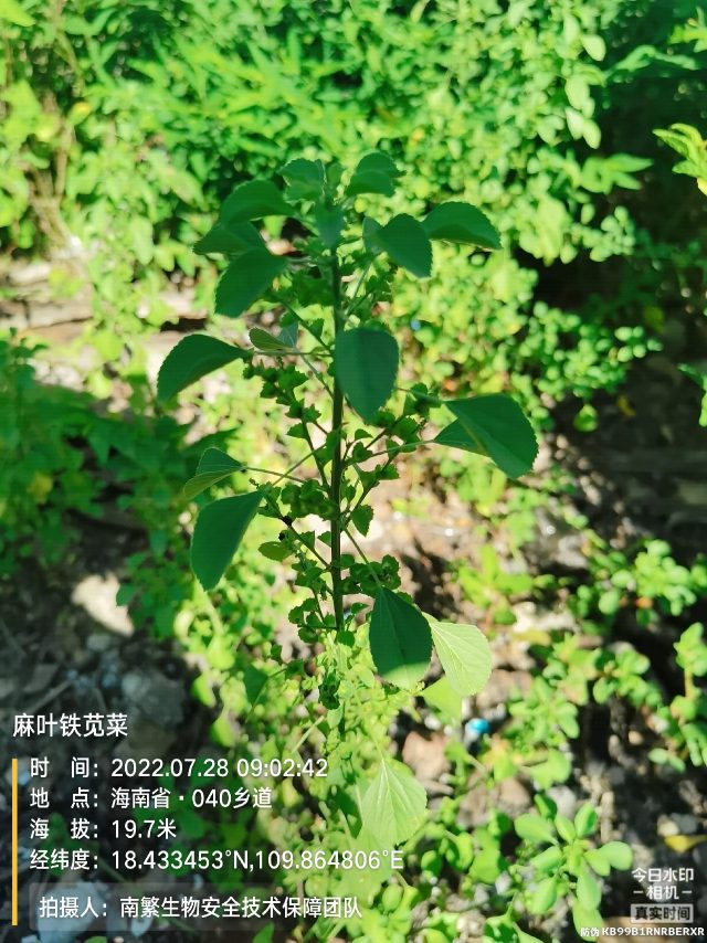 麻叶铁苋菜