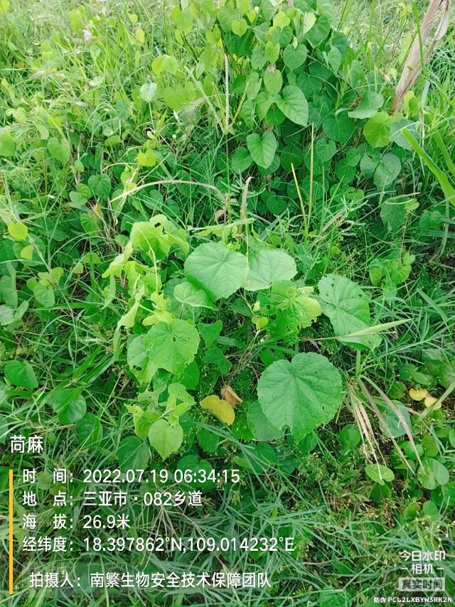 苘麻