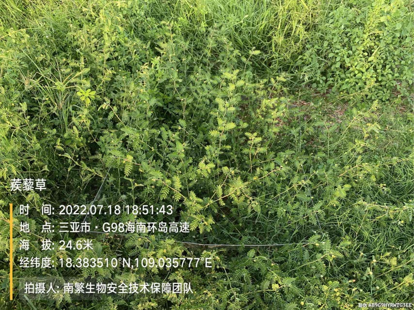 蒺藜草