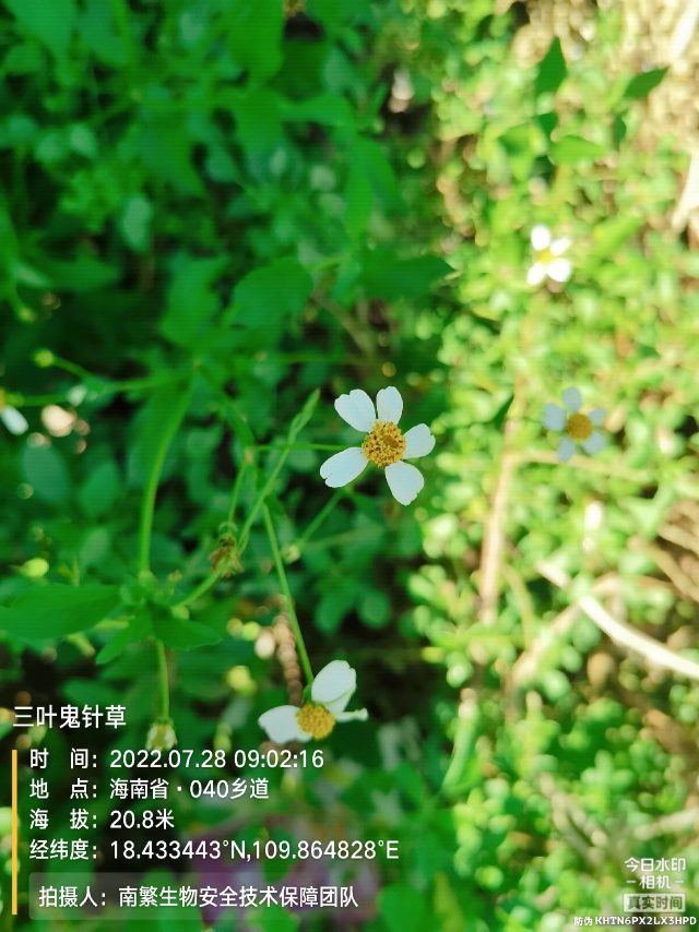 三叶鬼针草