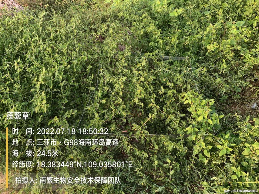 蒺藜草