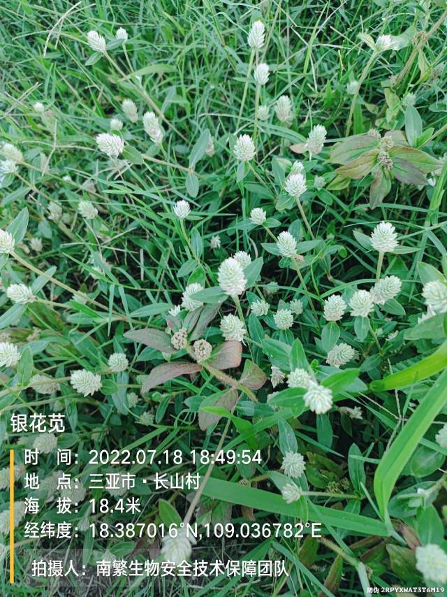 银花苋