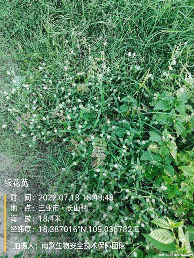 银花苋