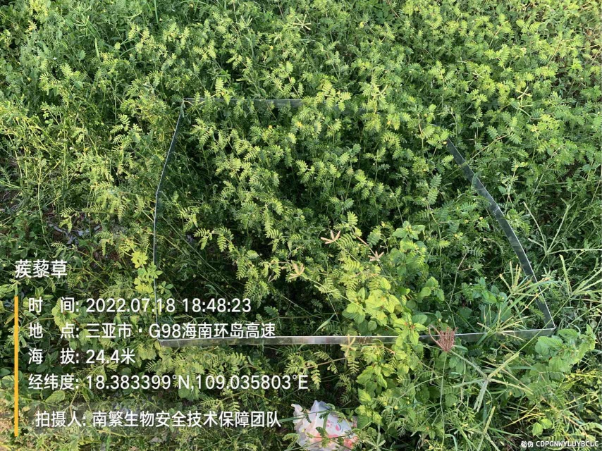 蒺藜草