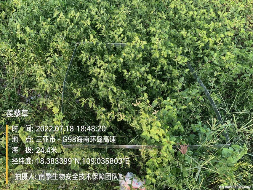 蒺藜草