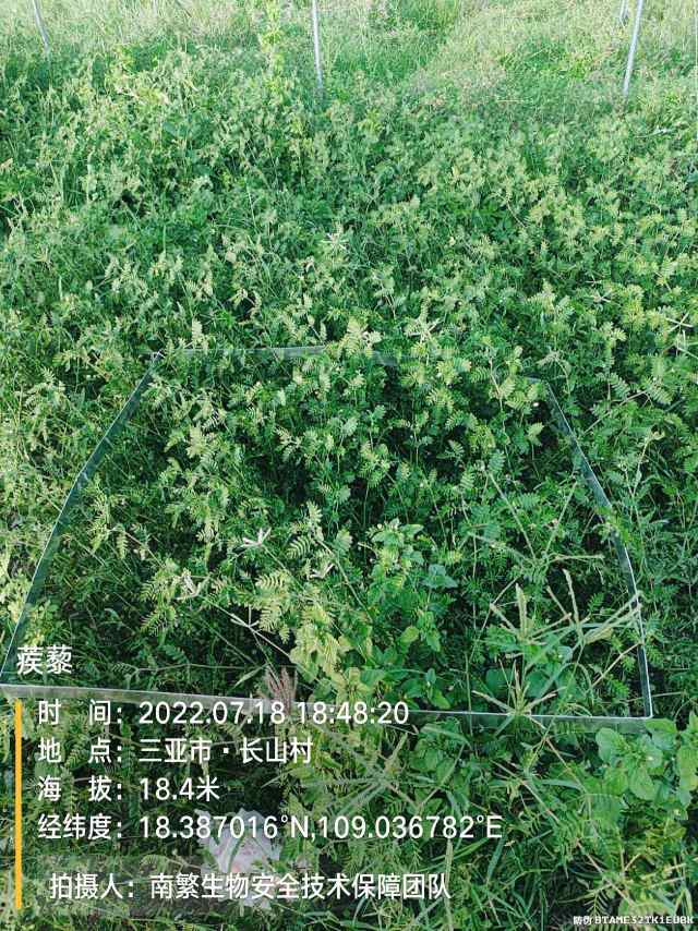 蒺藜