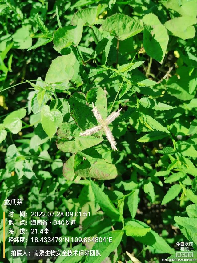 龙爪茅