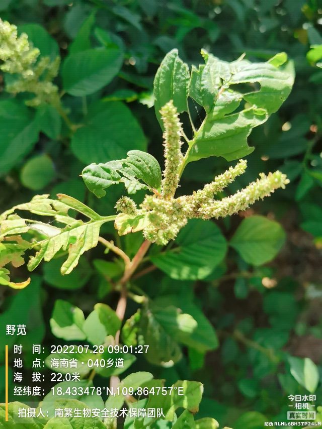 野苋
