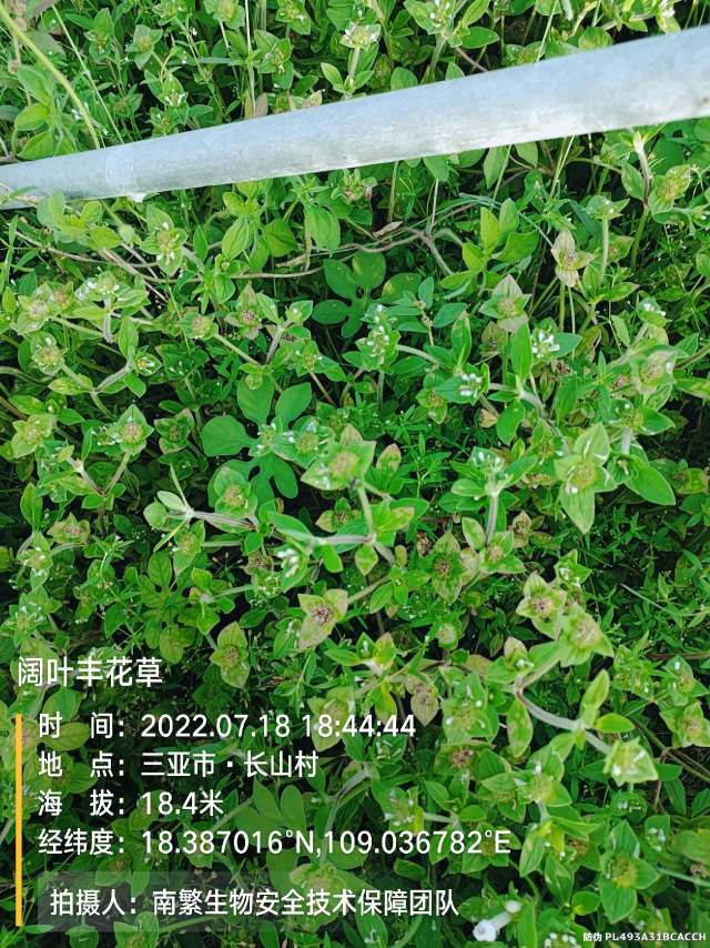 阔叶丰花草
