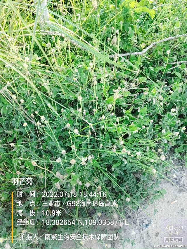 羽芒菊