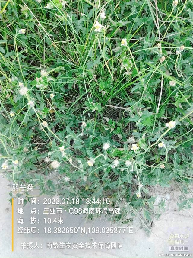 羽芒菊