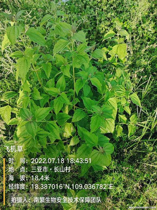 飞机草