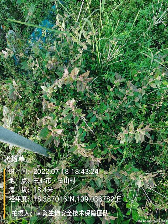 飞扬草