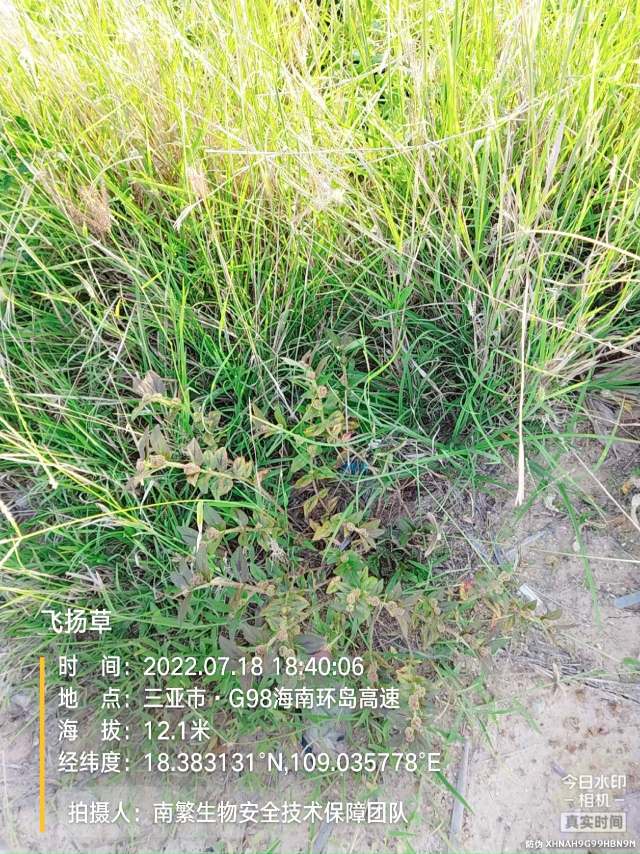 飞扬草