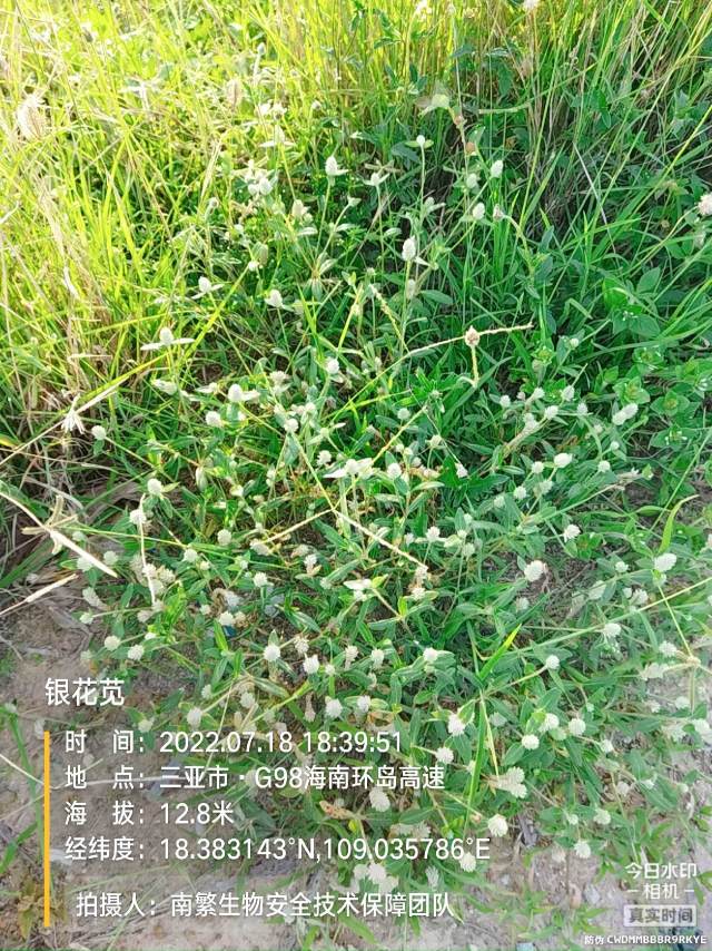 银花苋