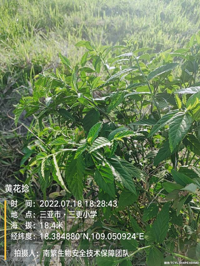 黄花捻