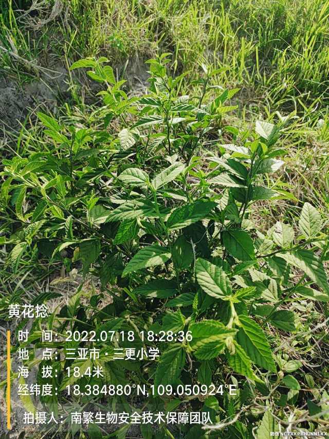 黄花捻