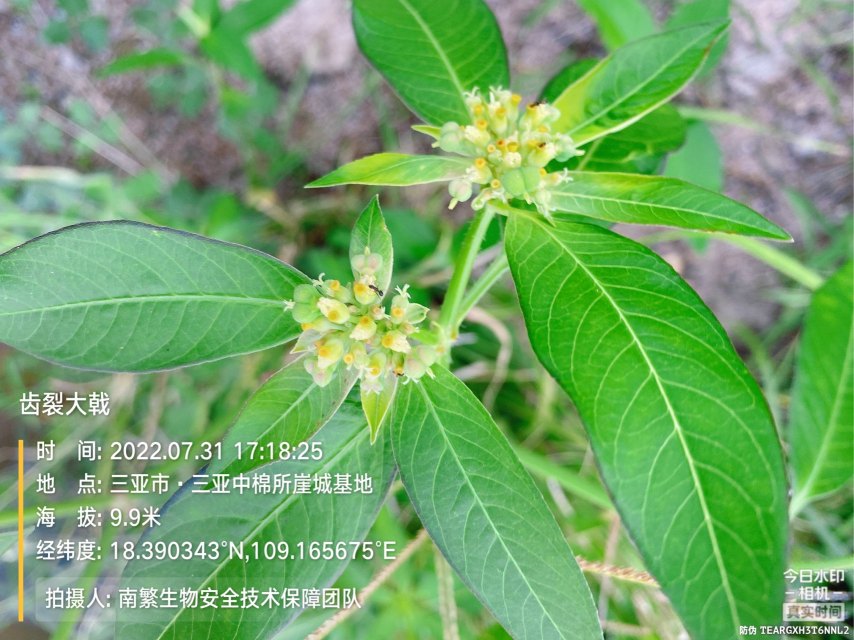 齿裂大戟