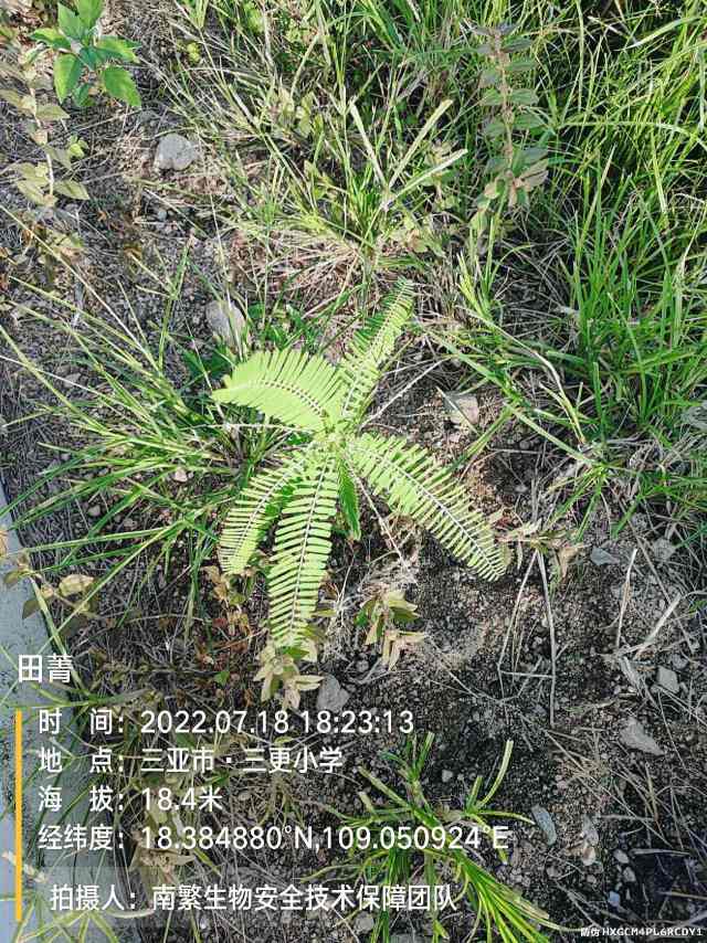 田菁