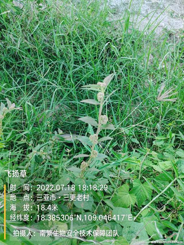 飞扬草