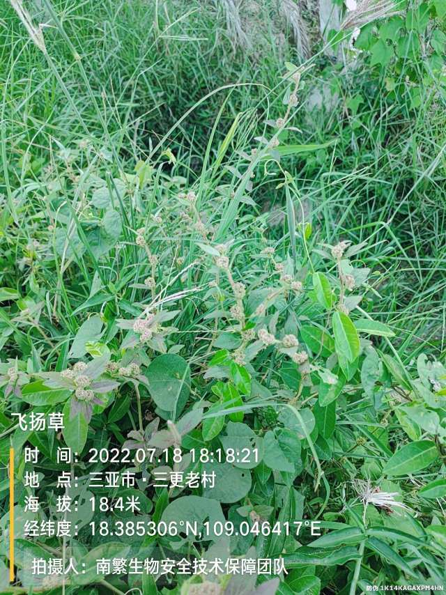飞扬草