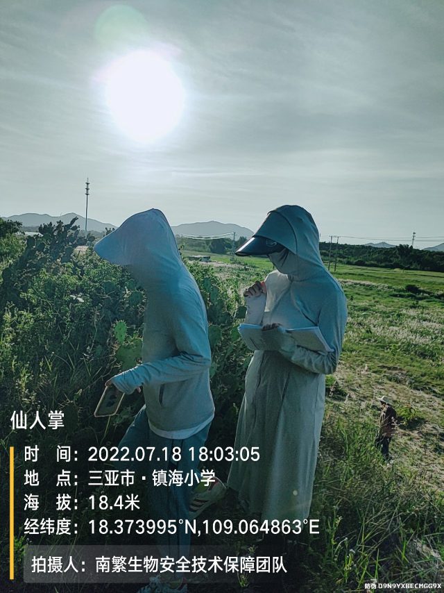 仙人掌