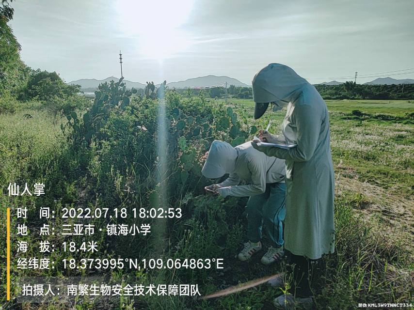 仙人掌