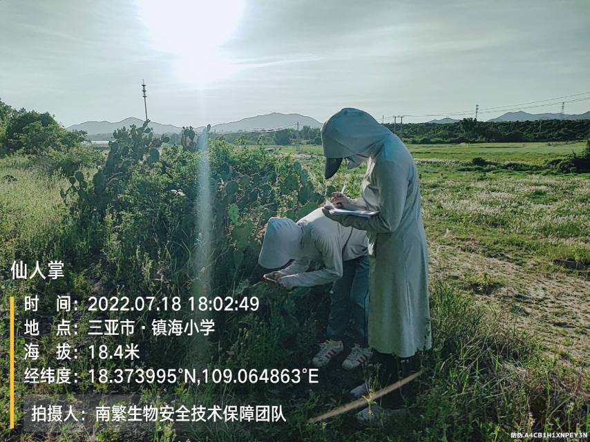 仙人掌