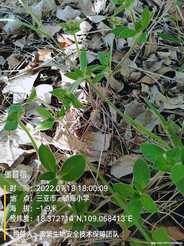墨苜蓿