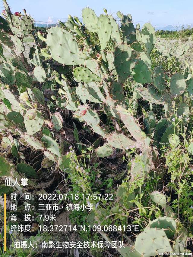 仙人掌