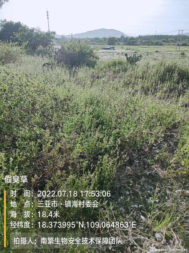 假臭草