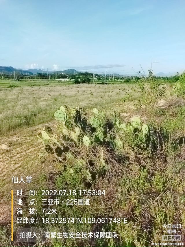 仙人掌