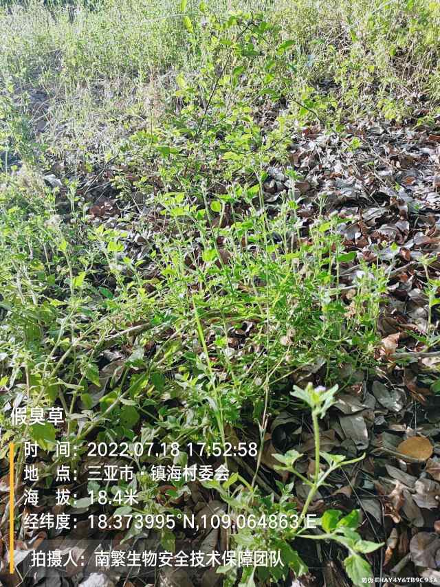 假臭草