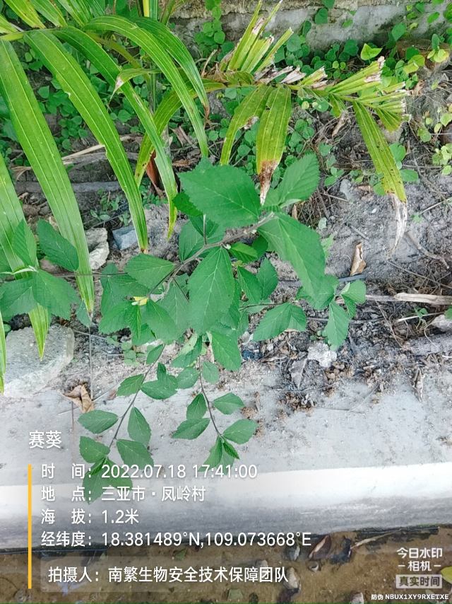赛葵