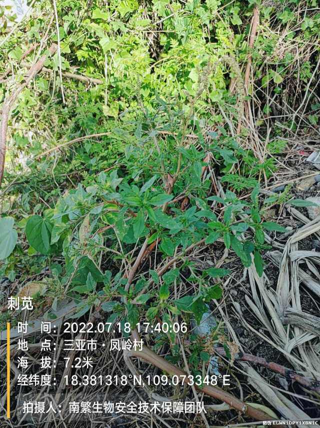 刺苋